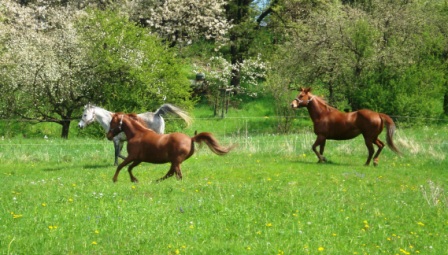 Fr&uuml;hjahr 2008